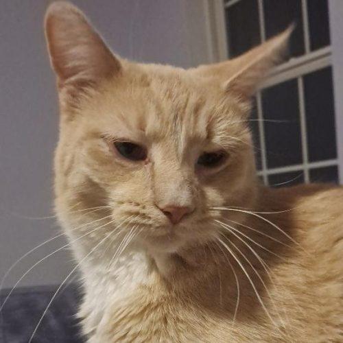 Enlarge Honey, a Adoptable Domestic Short Hair in Kenosha, WI image 6/6
