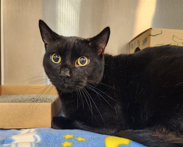 GOMER, Adoptable, Adult Male Domestic Short Hair.