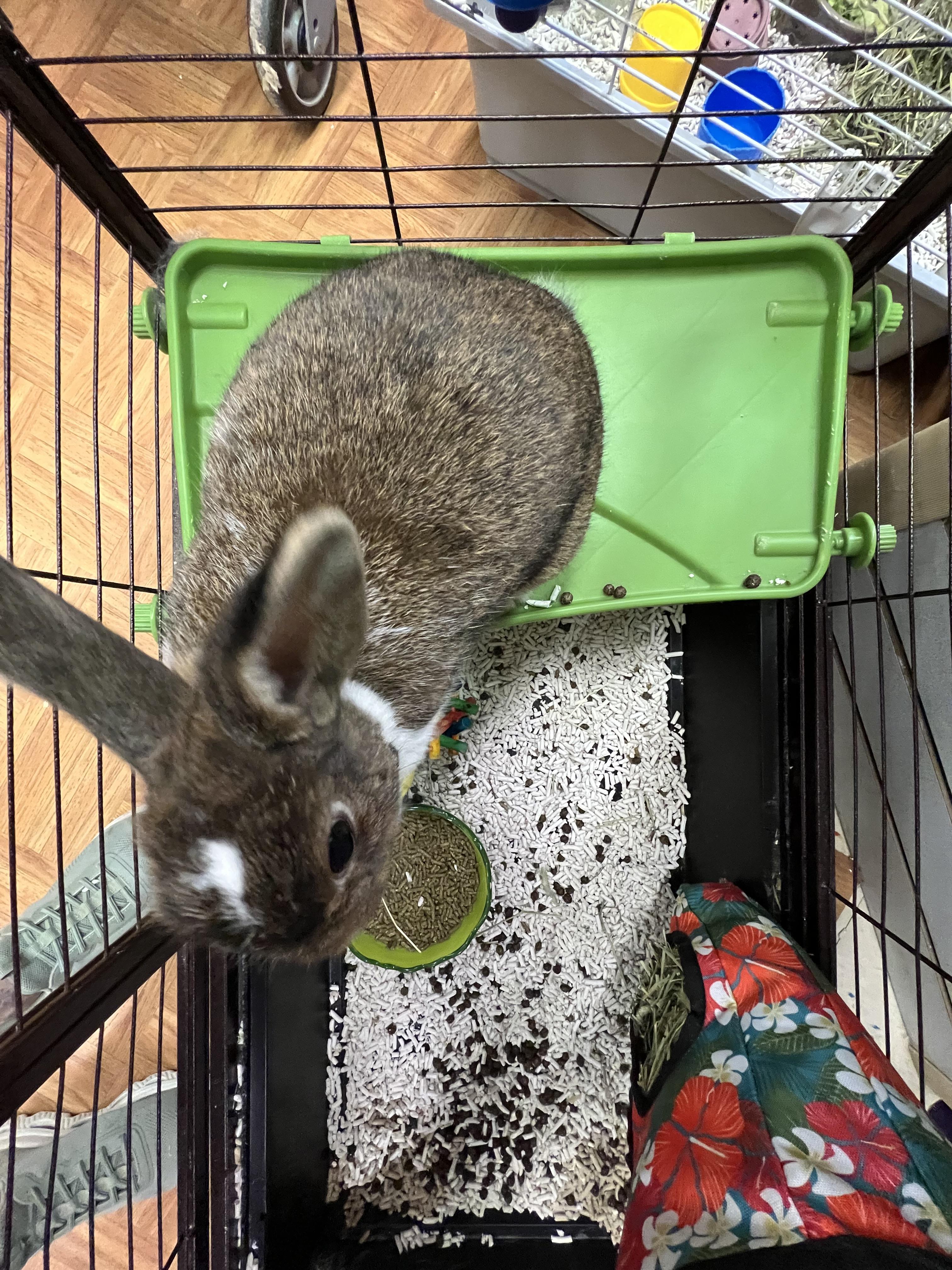 Cinnamon Bun, a Adoptable Rex in Hillsborough, NJ image 3/6