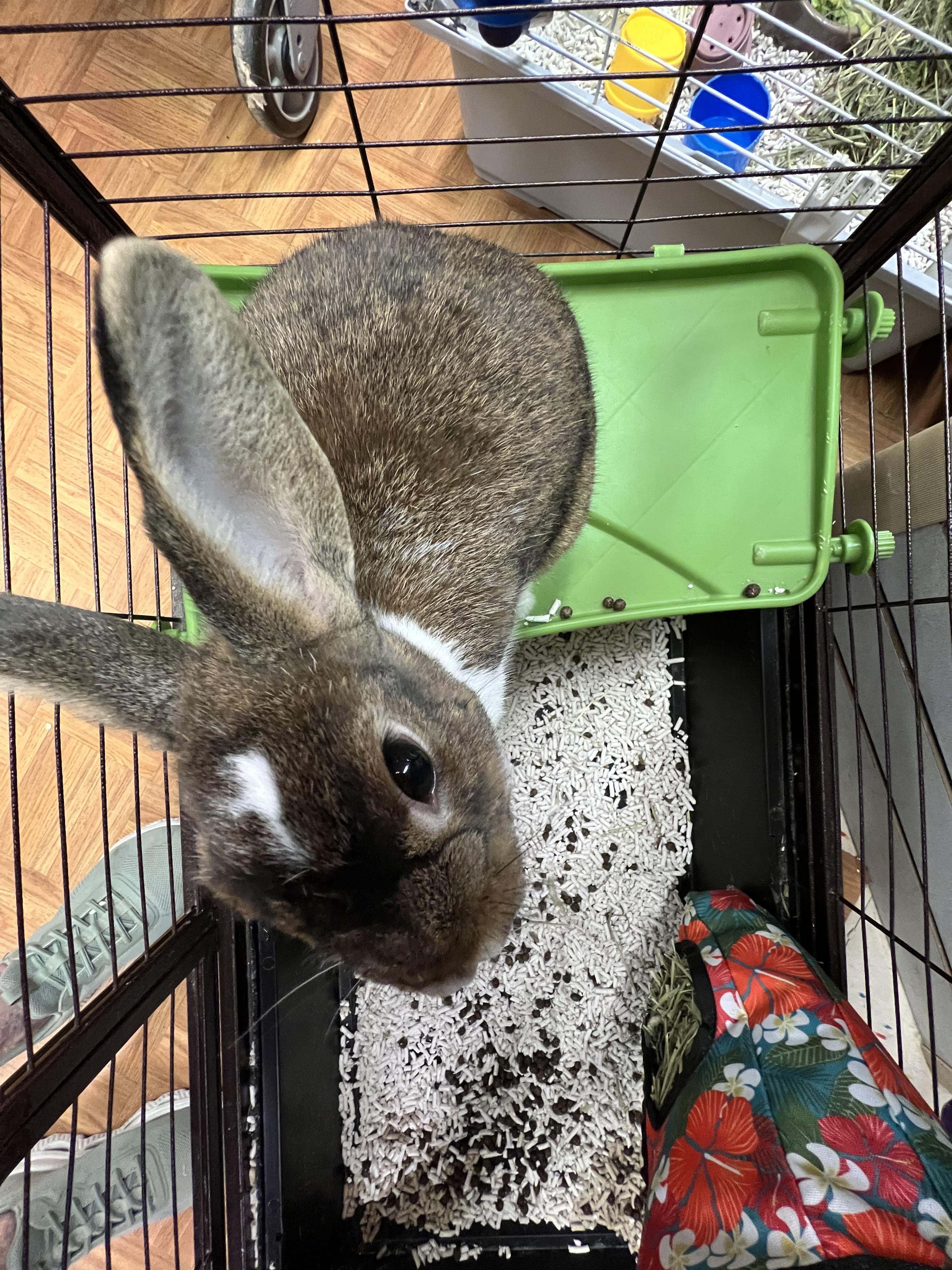 Cinnamon Bun, a Adoptable Rex in Hillsborough, NJ image 6/6