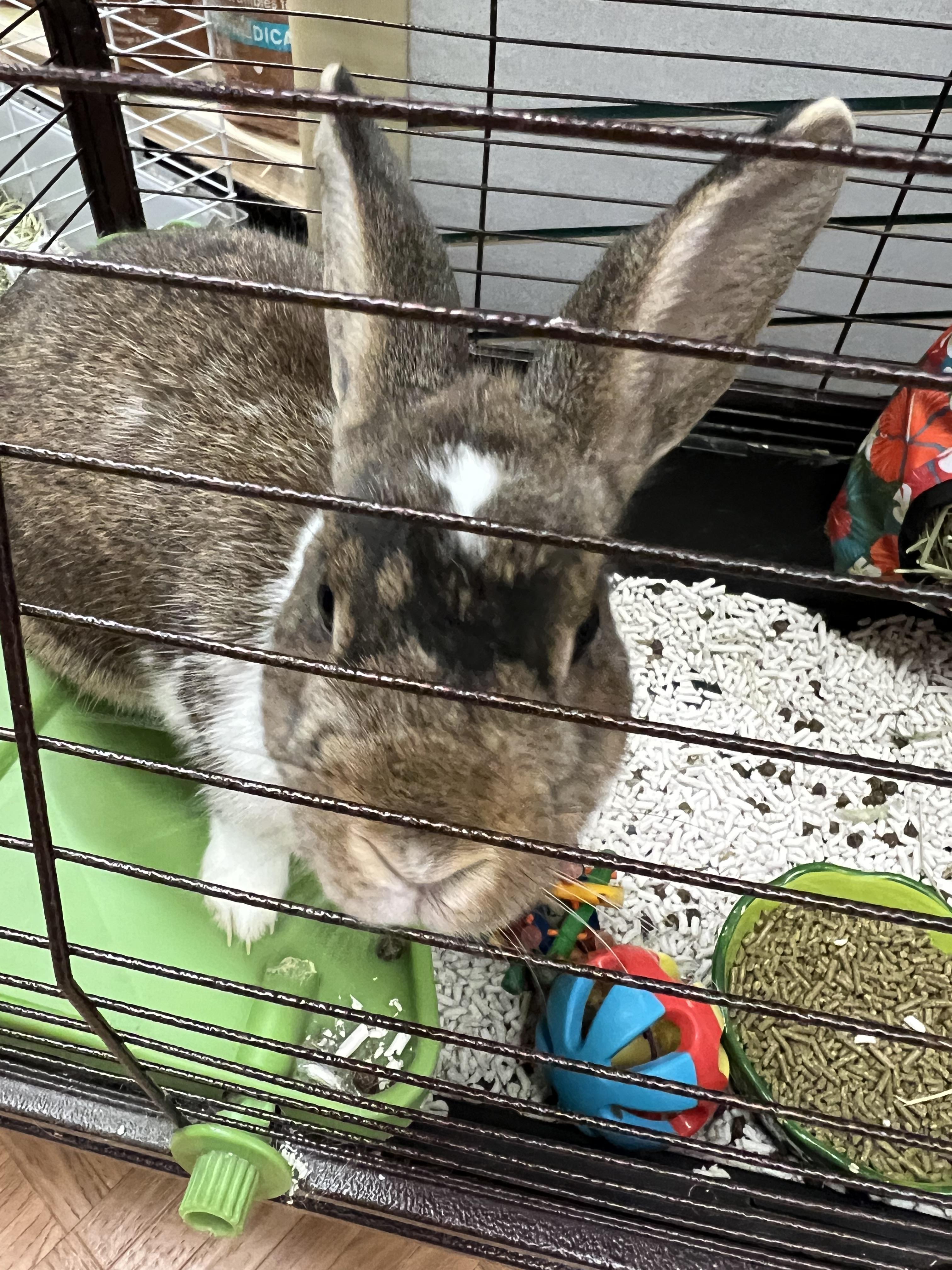 Cinnamon Bun, a Adoptable Rex in Hillsborough, NJ image 4/6