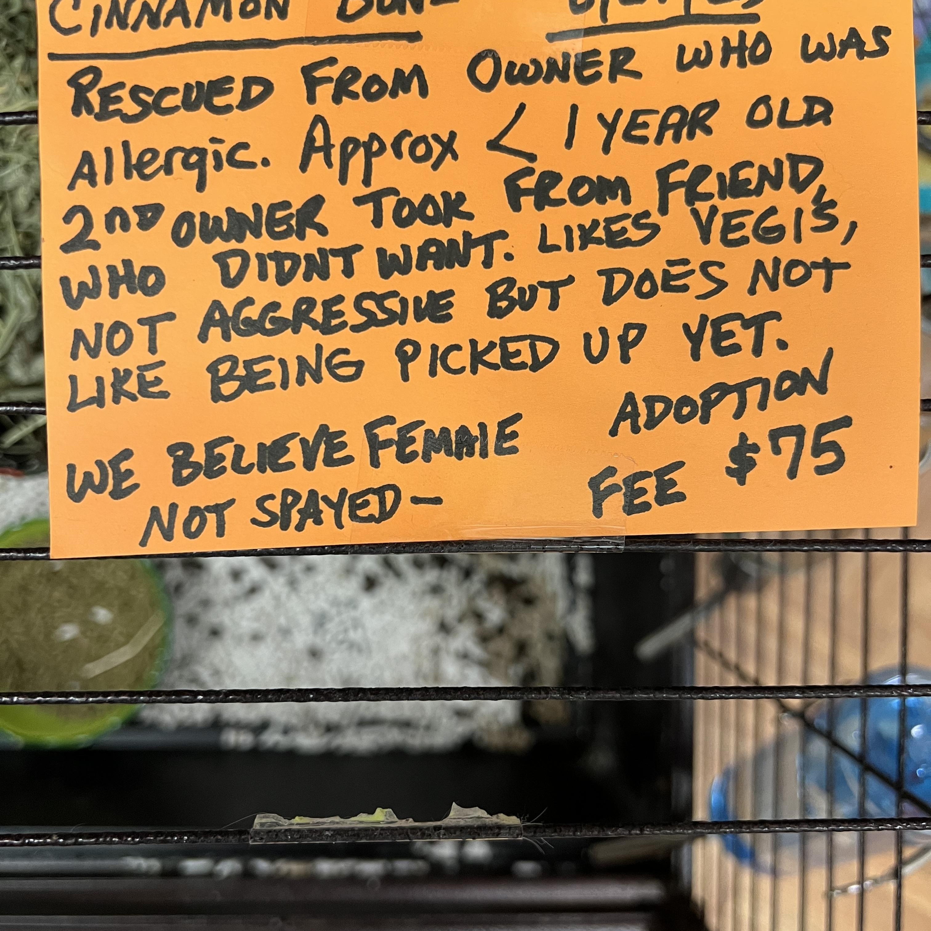 Cinnamon Bun, a Adoptable Rex in Hillsborough, NJ image 5/6