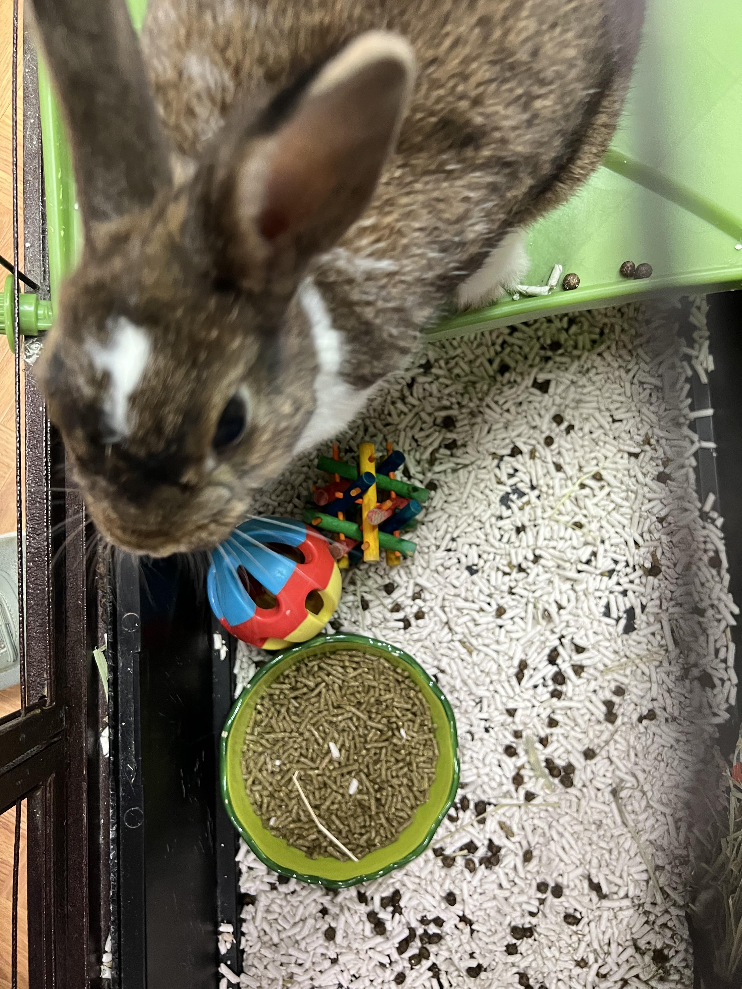 Cinnamon Bun, a Adoptable Rex in Hillsborough, NJ image 2/6