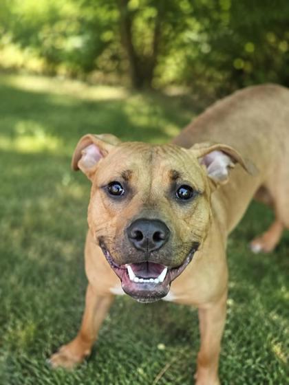 Enlarge Kinger, a Adoptable mixed breed in Savannah, GA image 1/3