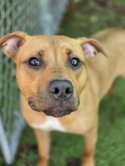 Enlarge Kinger, a Adoptable mixed breed in Savannah, GA image 2/3