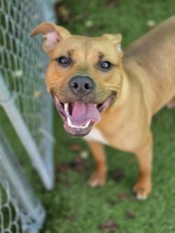 Enlarge Kinger, a Adoptable mixed breed in Savannah, GA image 3/3