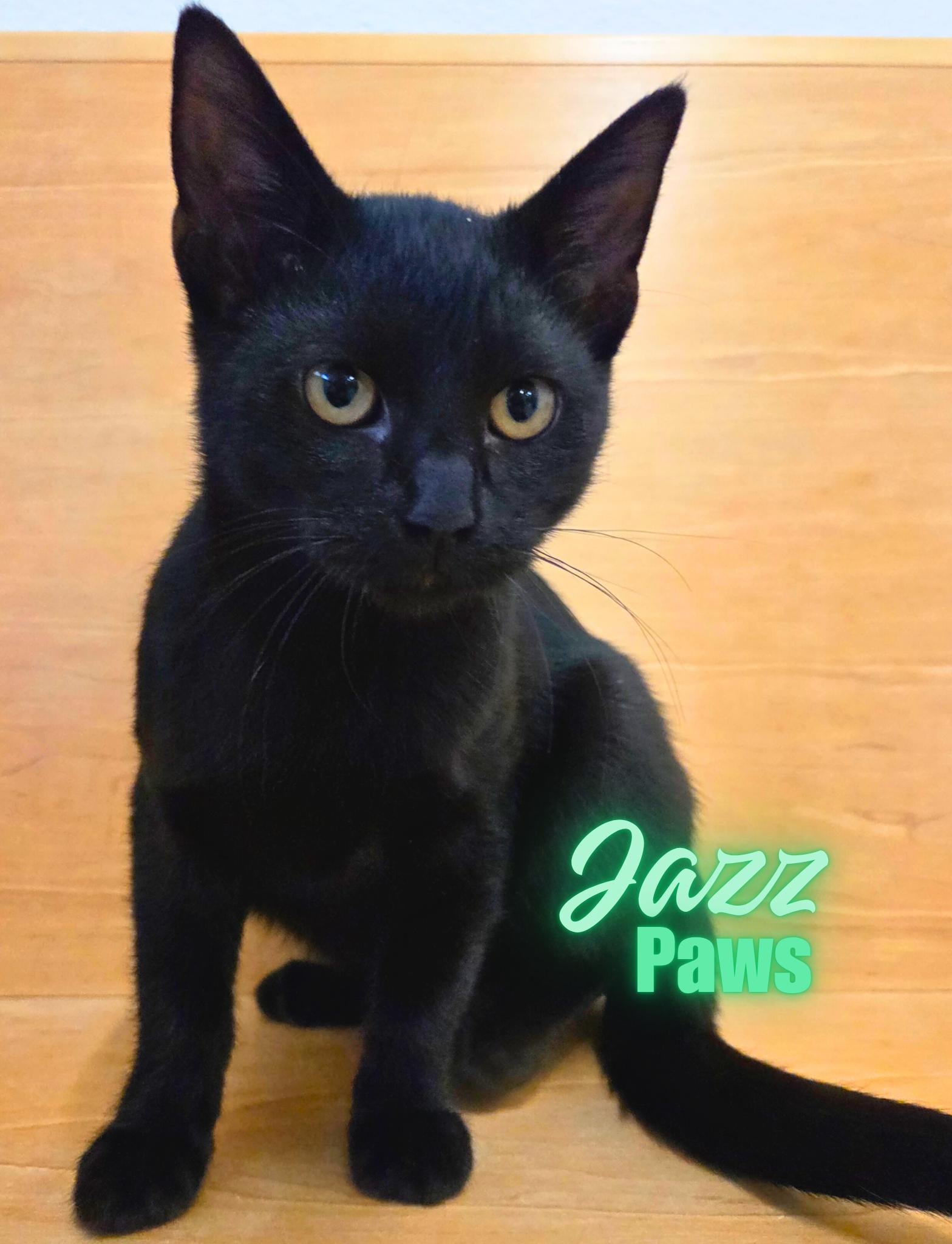 Jazz Paws, Adoptable, Kitten Male Domestic Short Hair.