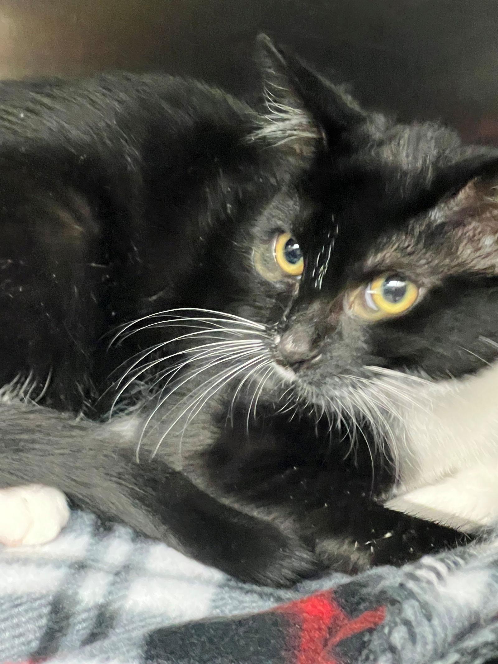 48948 - Yang, Adopted, Kitten Female Domestic Short Hair.