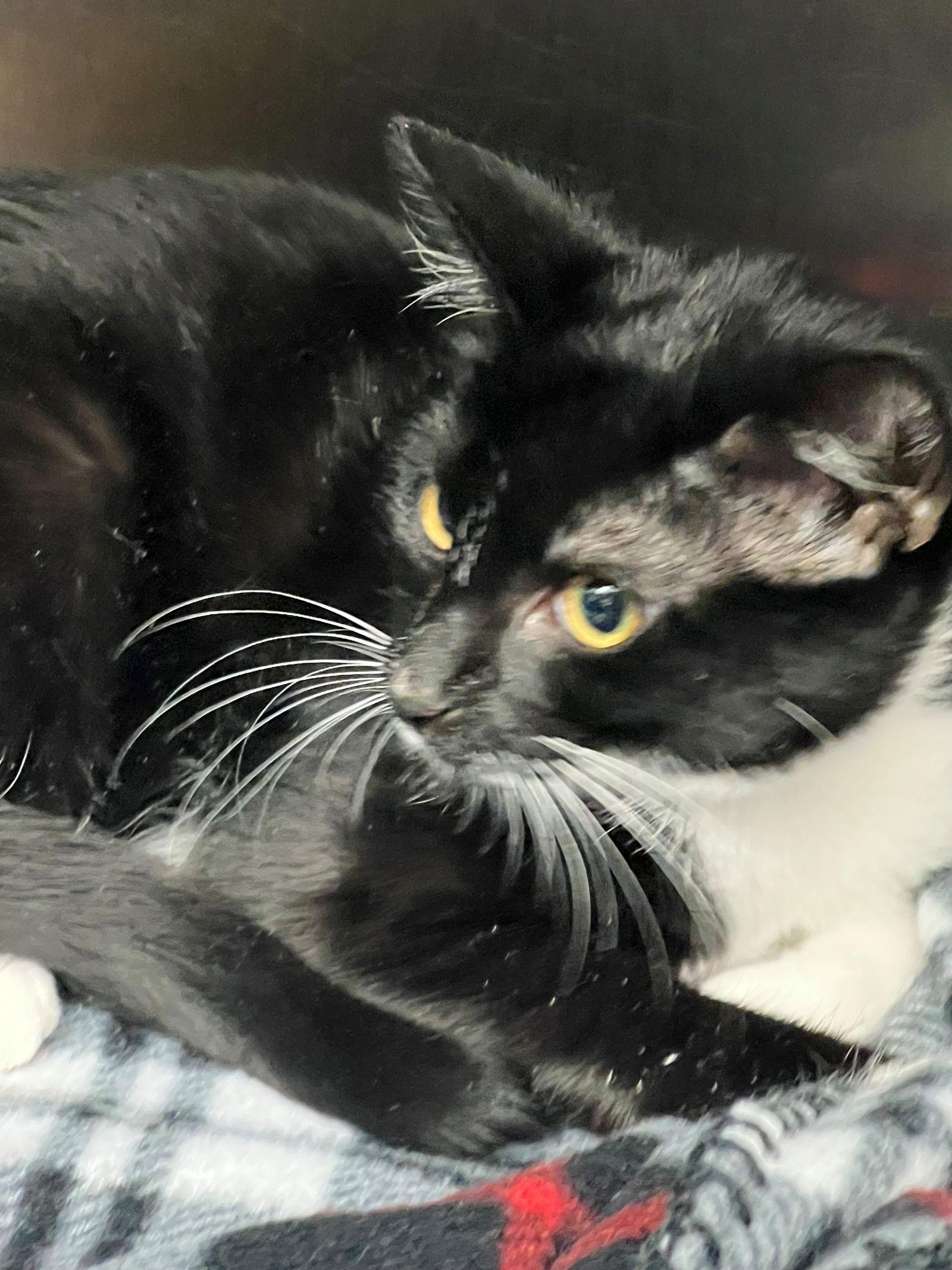 48948 - Yang, a Adopted Domestic Short Hair in Ellicott City, MD image 2/2