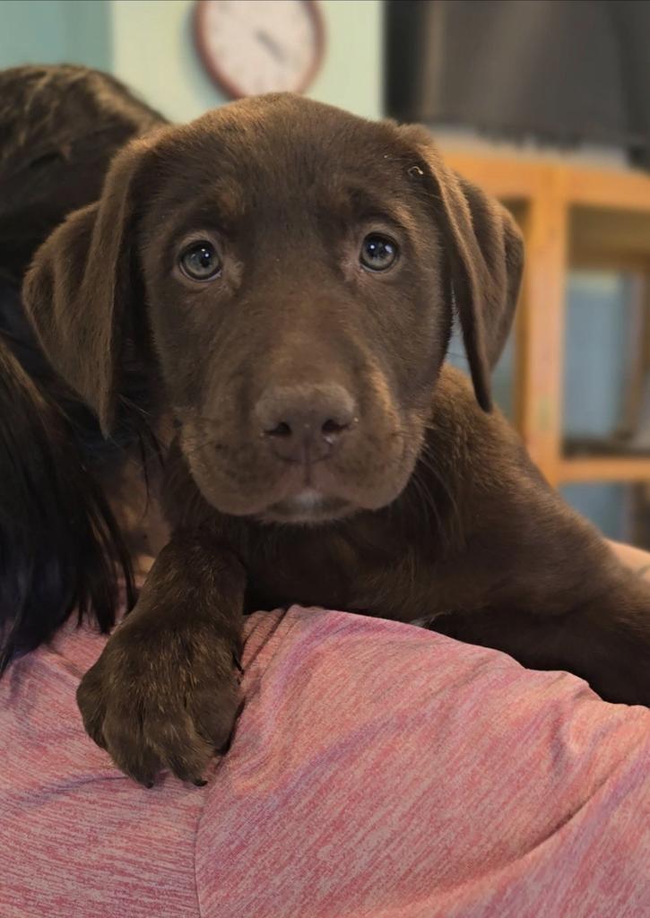 Enlarge Ronnie, a Adoptable Labrador Retriever in Athens, OH image 1/1