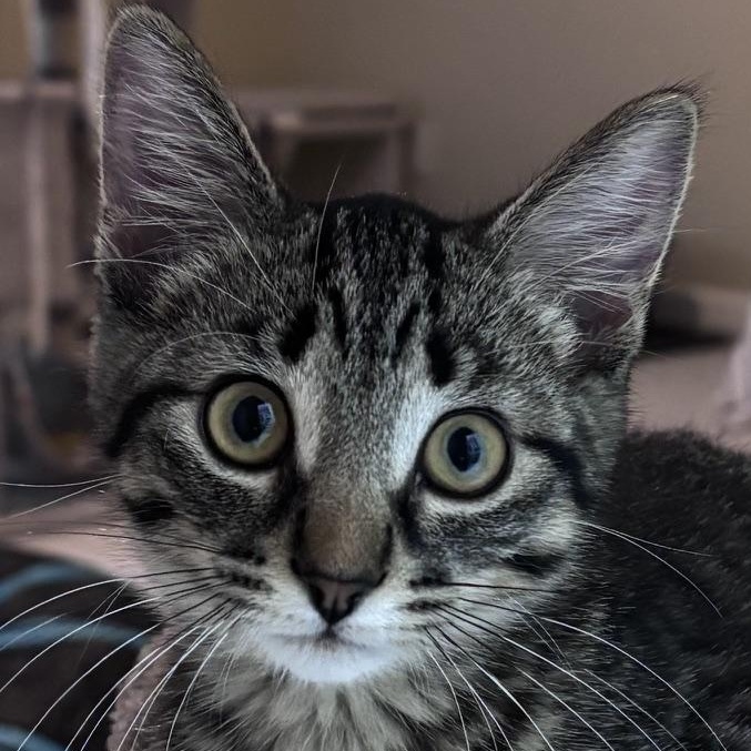 Pippy, ADOPTABLE, Kitten Female Tabby.