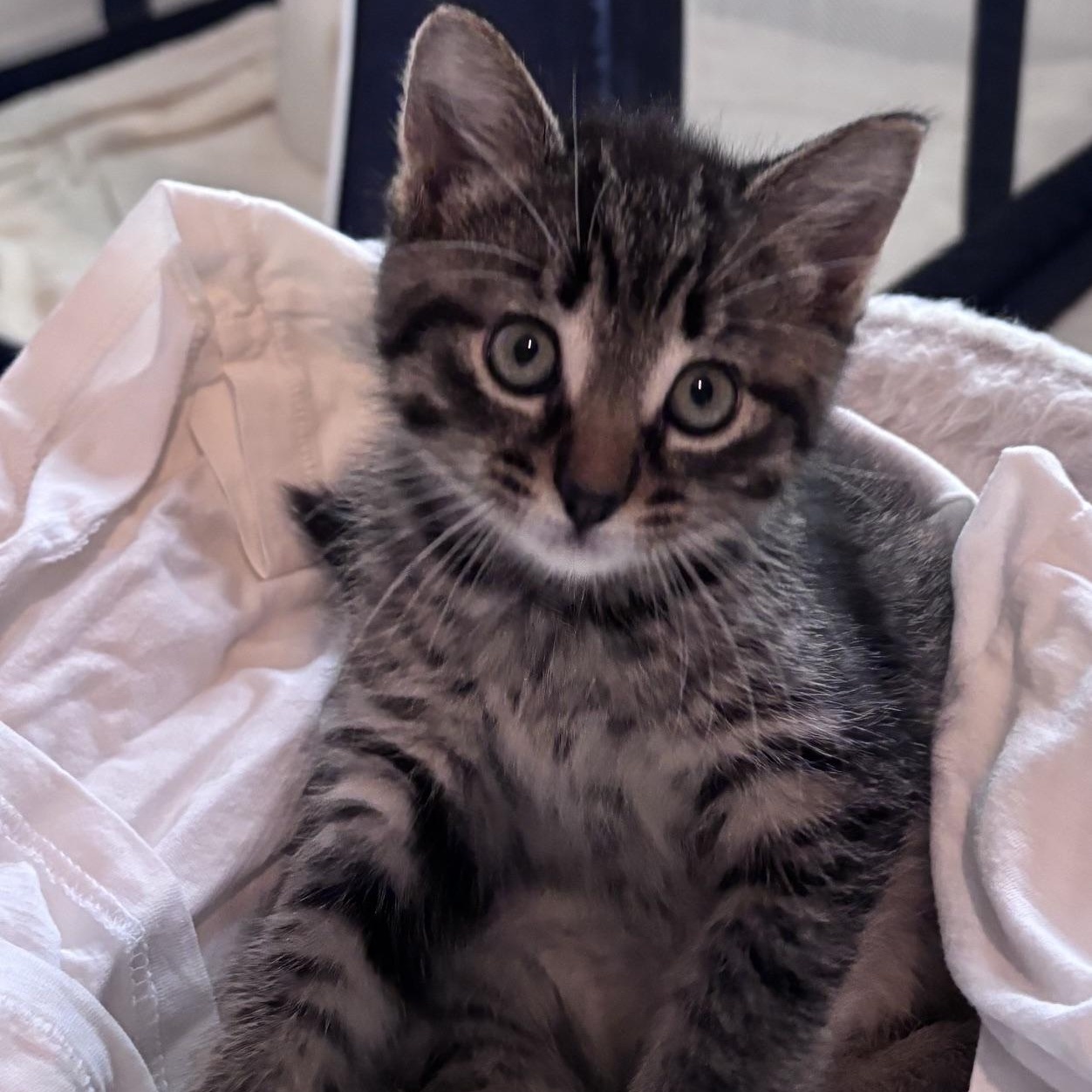 Enlarge Pippy, a ADOPTABLE mixed breed in Lake Orion, MI image 3/4