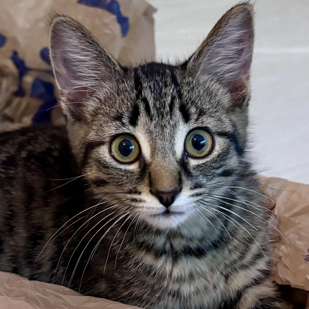 Pippy, ADOPTABLE, Kitten Female Tabby.