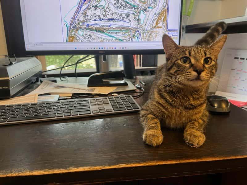 Poppy, Adoptable, Adult Female Domestic Short Hair.