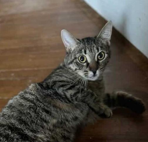 Poppy, a Adoptable Domestic Short Hair in Brantford, ON image 2/4