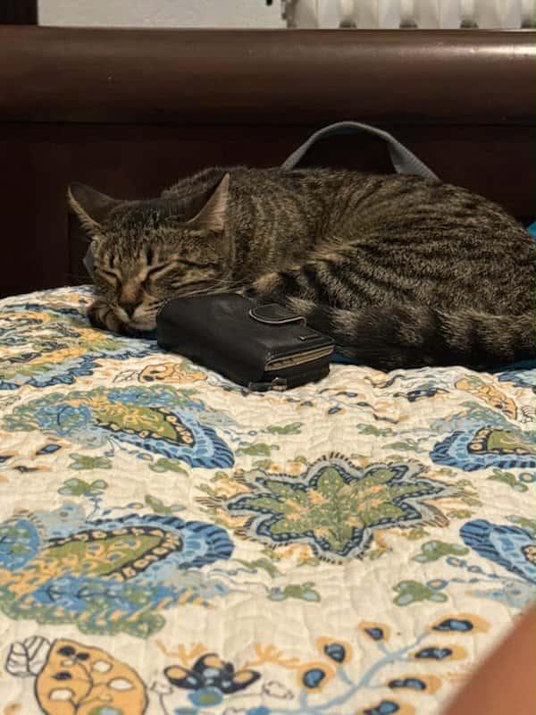 Poppy, a Adoptable Domestic Short Hair in Brantford, ON image 3/4