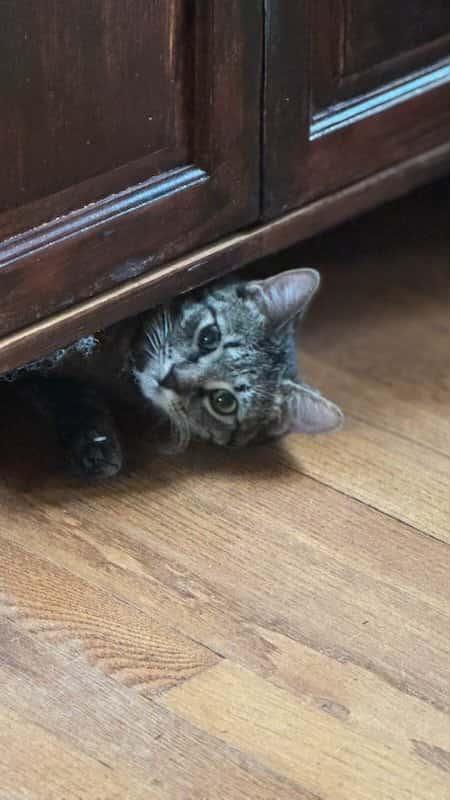 Poppy, a Adoptable Domestic Short Hair in Brantford, ON image 4/4