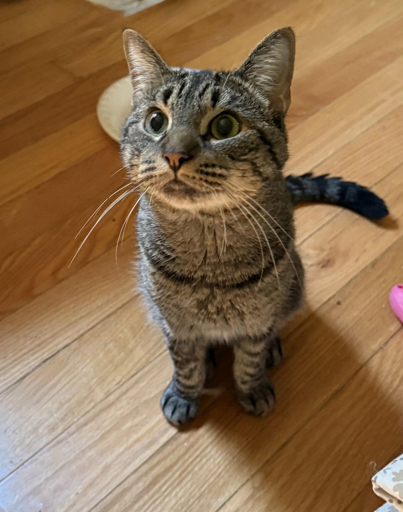 Enlarge TomTom - BONDED PAIR, a Adoptable Domestic Short Hair in Naugatuck, CT image 1/2