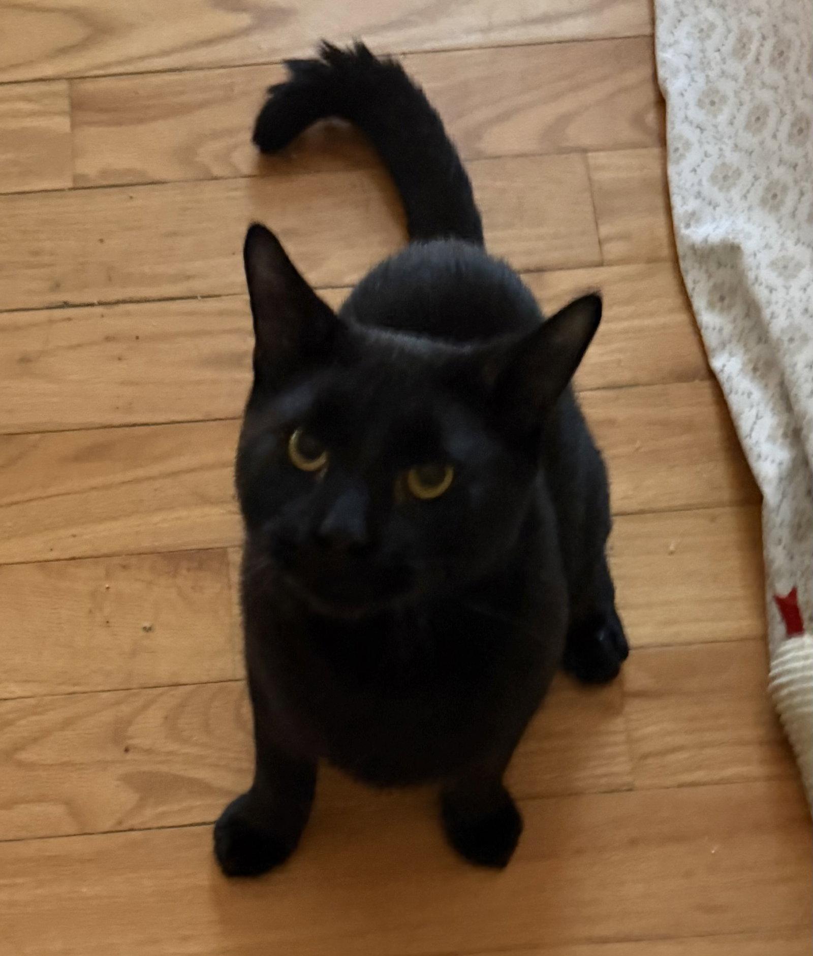 Enlarge TomTom - BONDED PAIR, a Adoptable Domestic Short Hair in Naugatuck, CT image 2/2