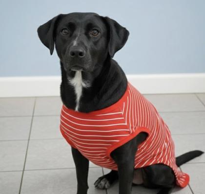 Duke~SPONSORED!, Adoptable, Adult Male Labrador Retriever & Mixed Breed.