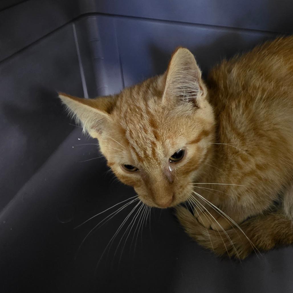 Enlarge Sam, a Adoptable Domestic Short Hair in Watertown, NY image 1/1