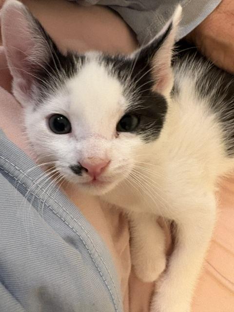 Alex, adopted, Kitten Male Turkish Van & Domestic Short Hair.