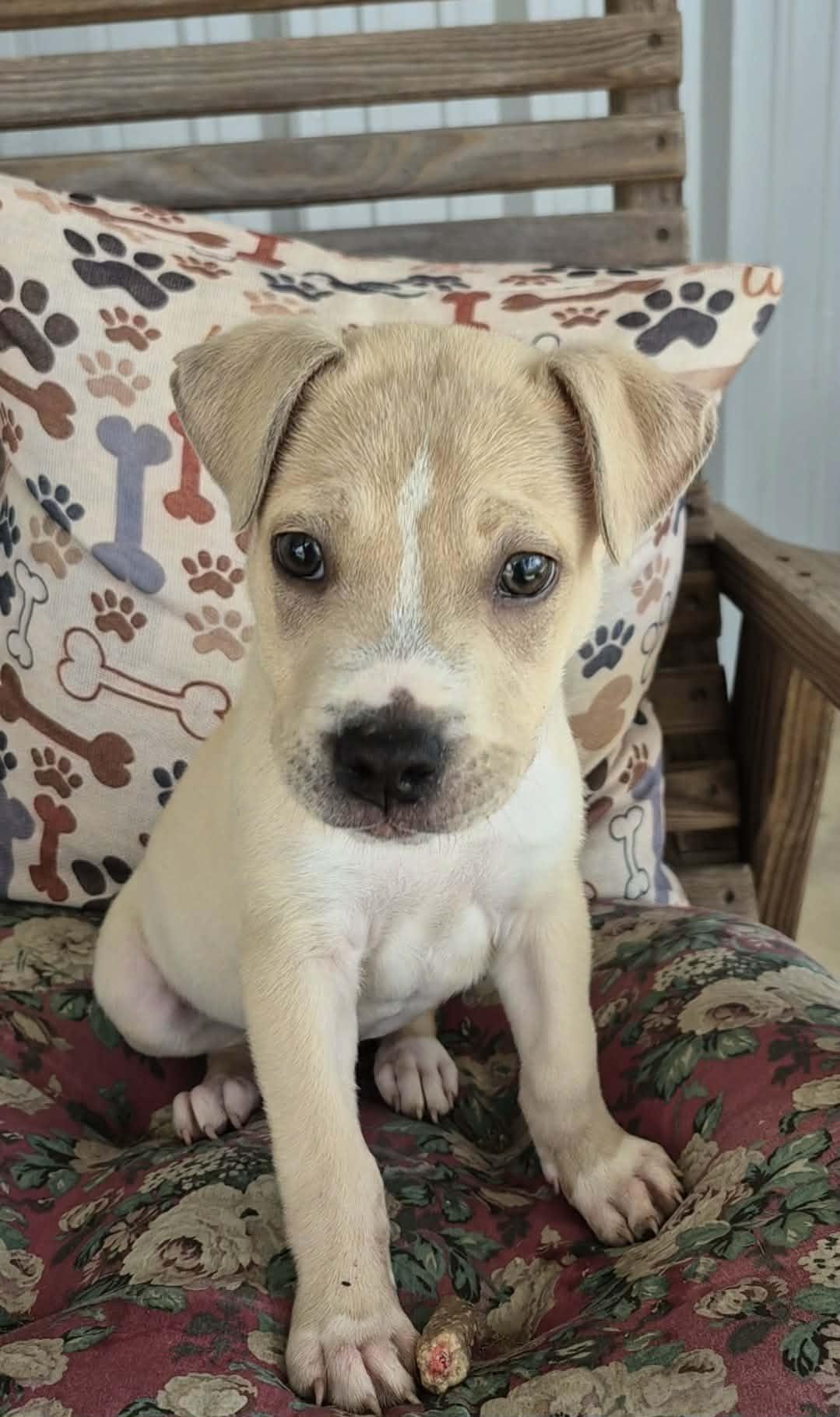 Enlarge George, a ADOPTABLE mixed breed in Hillsdale, NY image 1/1