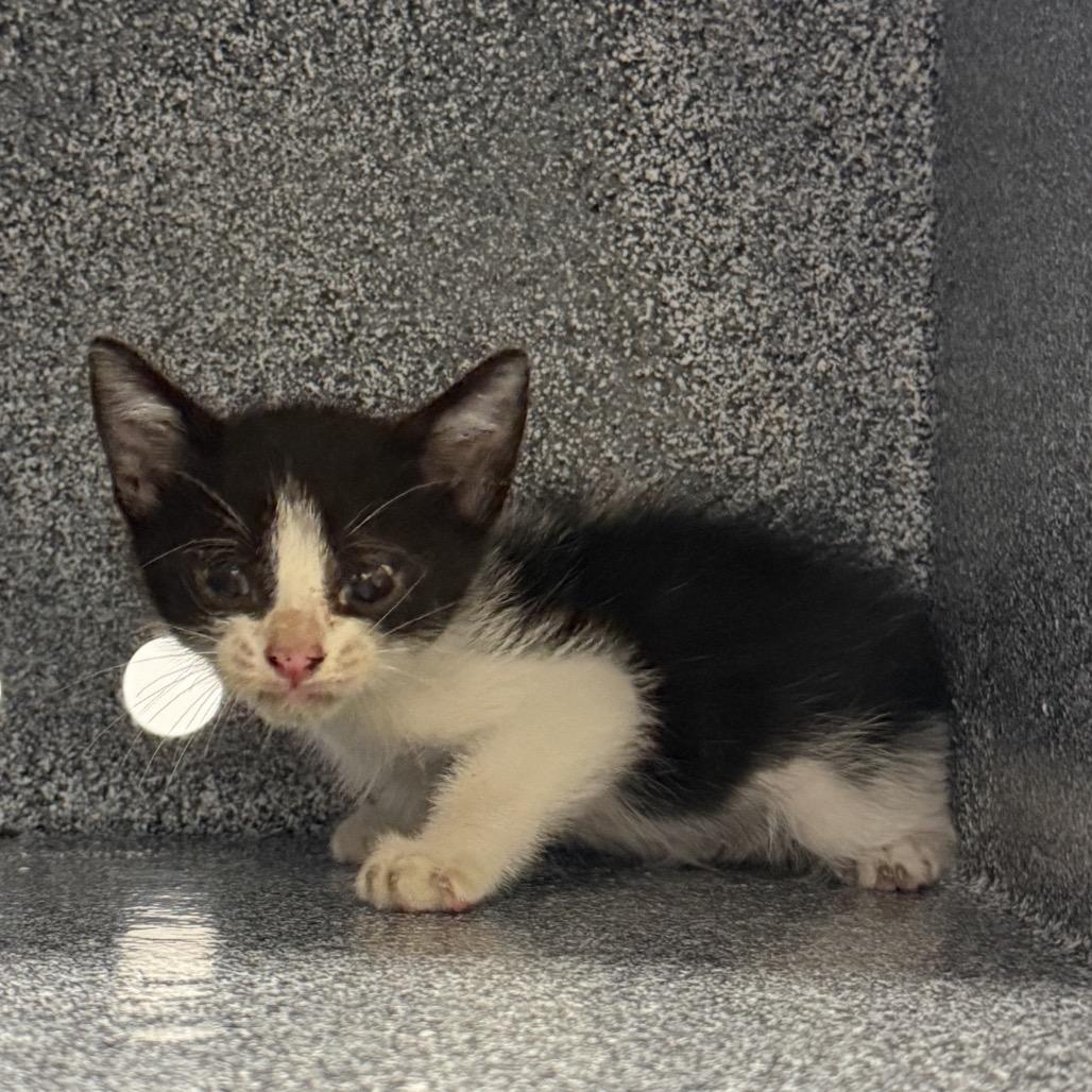 Enlarge Sparky (COH-A-67398), a Adoptable Domestic Short Hair in Volcano, HI image 1/4