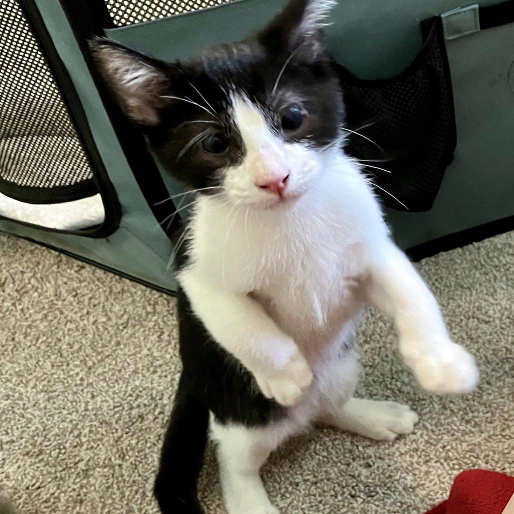 Enlarge Sparky (COH-A-67398), a Adoptable Domestic Short Hair in Volcano, HI image 2/4