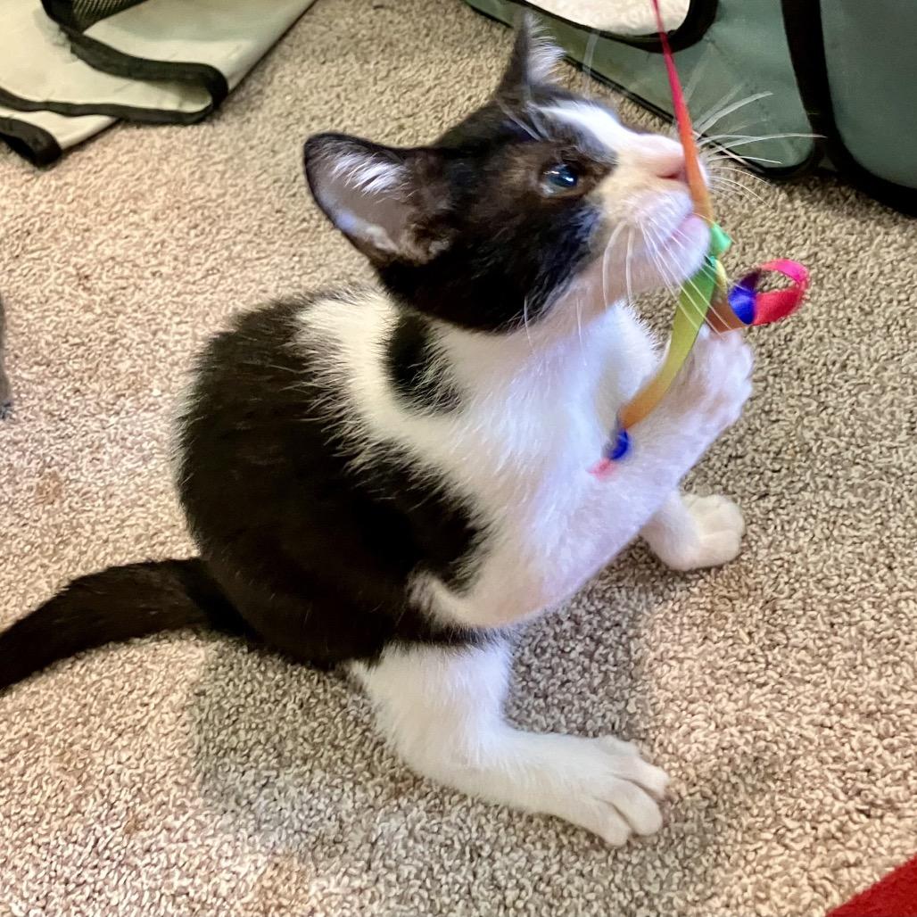 Enlarge Sparky (COH-A-67398), a Adoptable Domestic Short Hair in Volcano, HI image 3/4