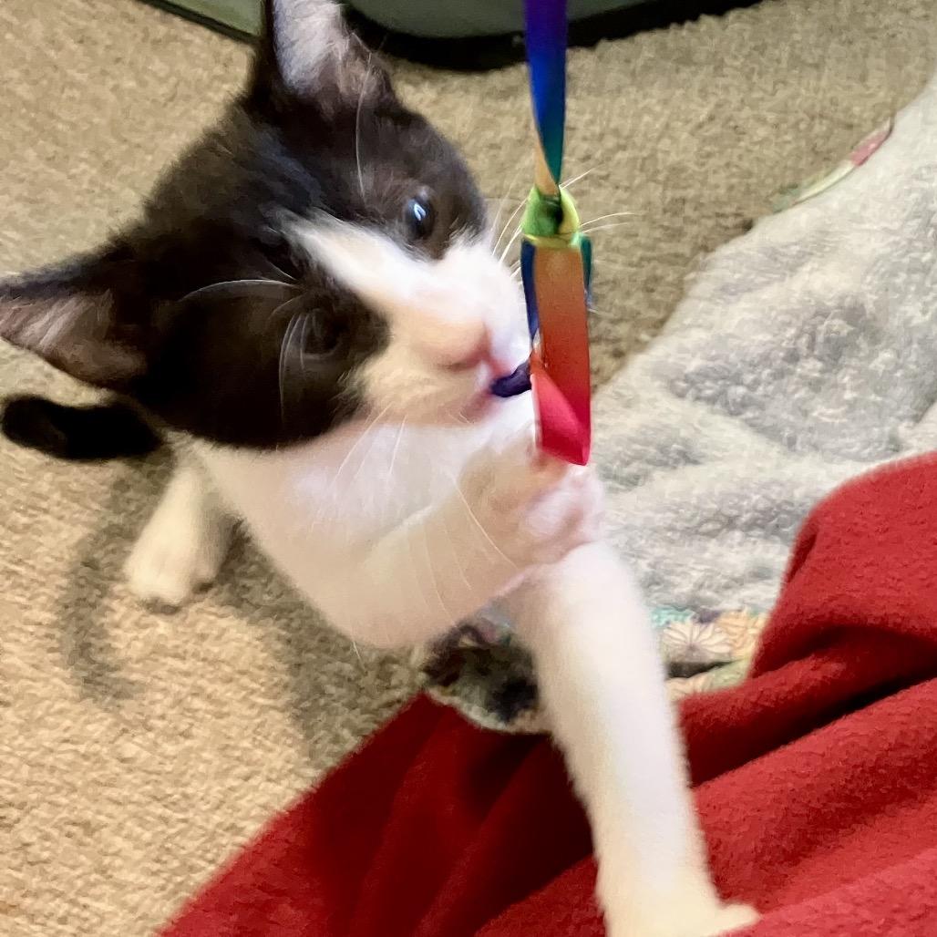 Enlarge Sparky (COH-A-67398), a Adoptable Domestic Short Hair in Volcano, HI image 4/4