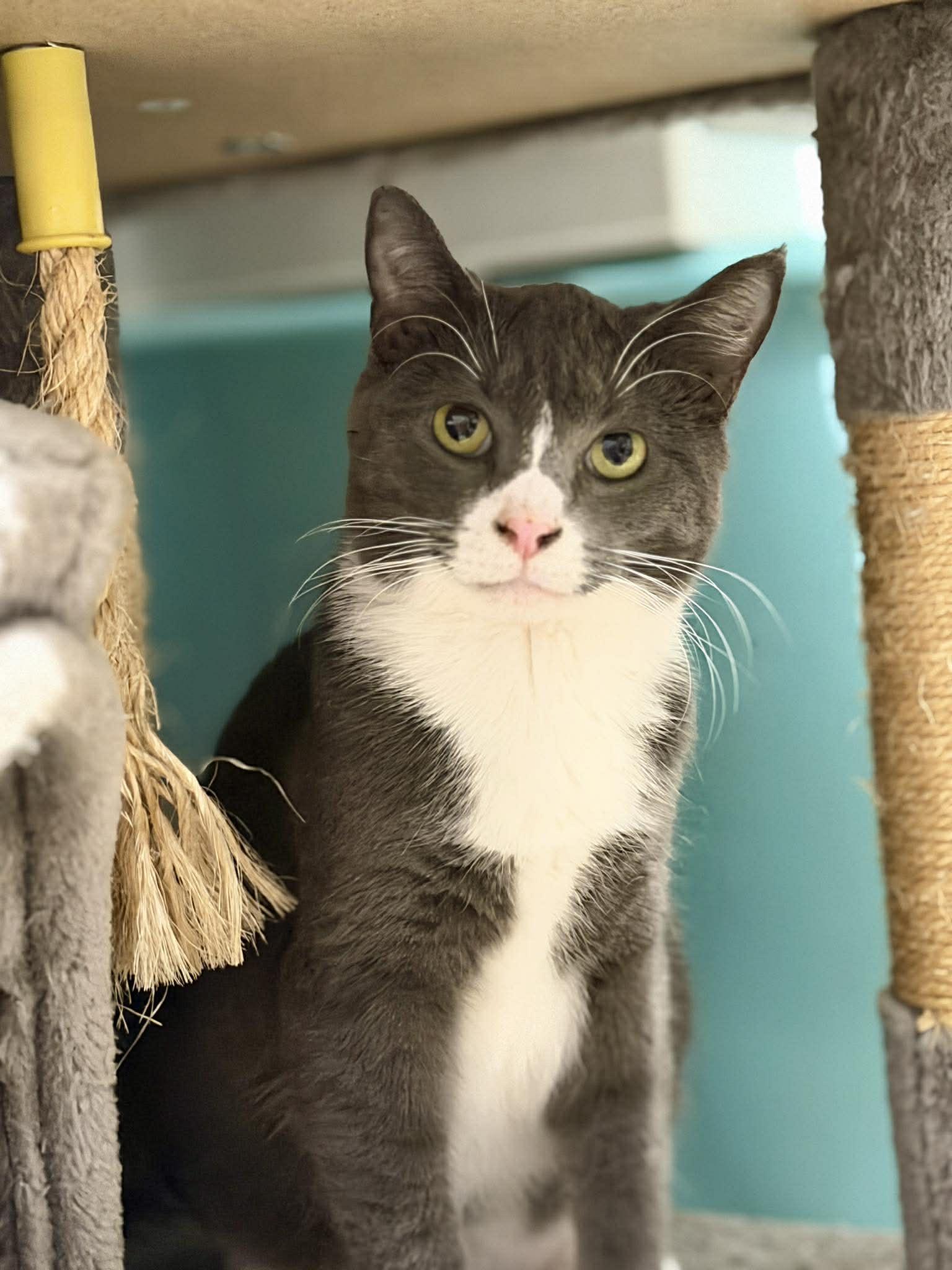Luna, Adoptable, Young Female Domestic Short Hair & Tuxedo.