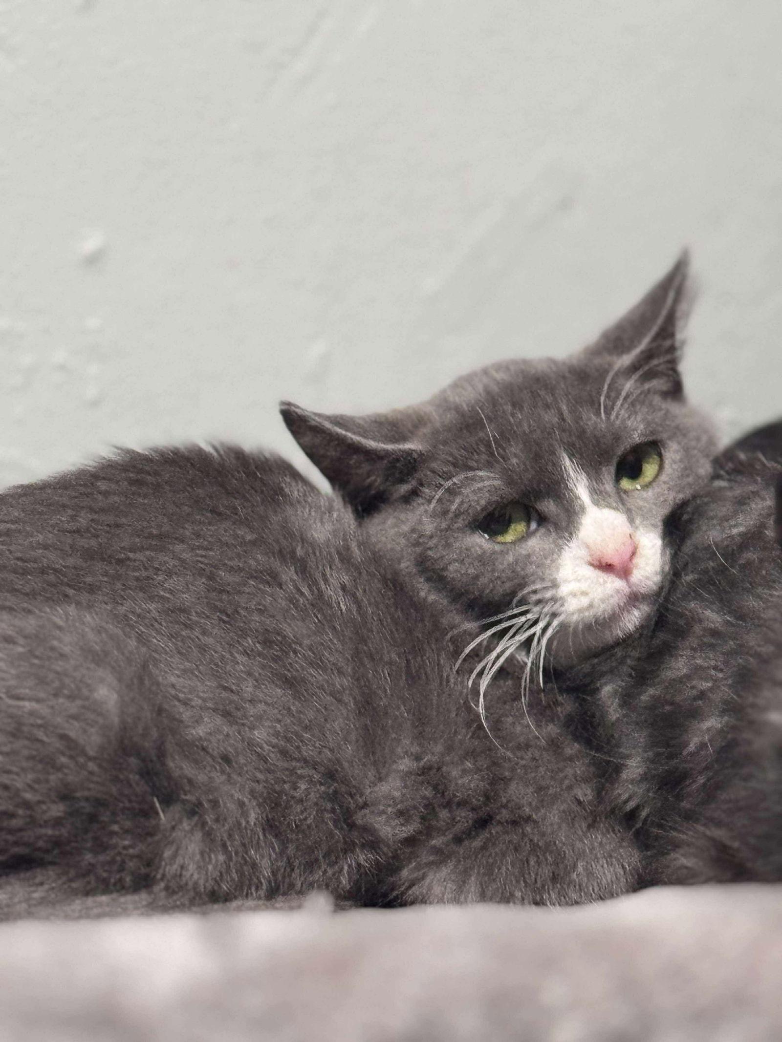 Enlarge Luna, a Adoptable Domestic Short Hair in Hanover, PA image 1/1