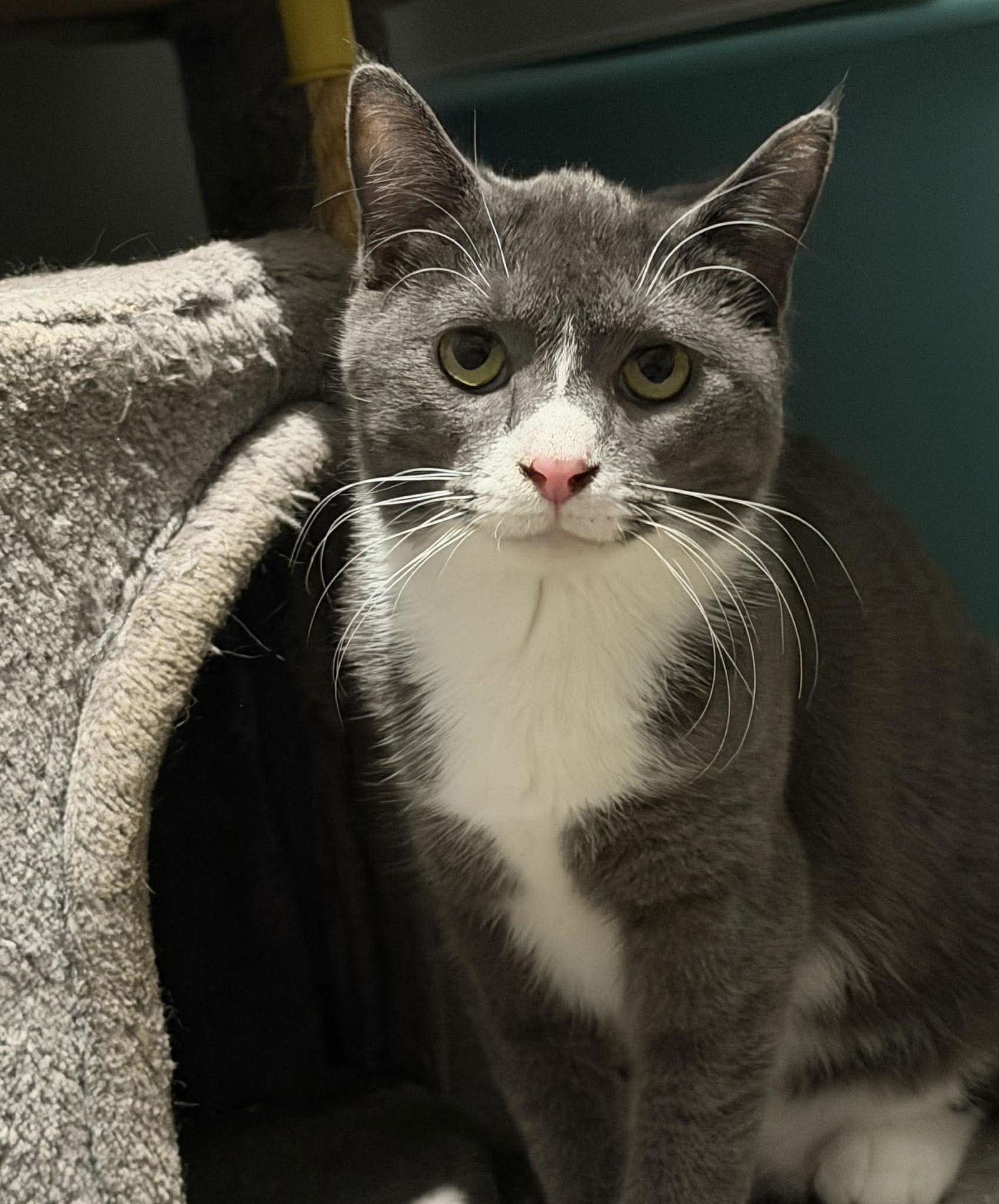 Enlarge Luna, a Adoptable mixed breed in Hanover, PA image 3/3