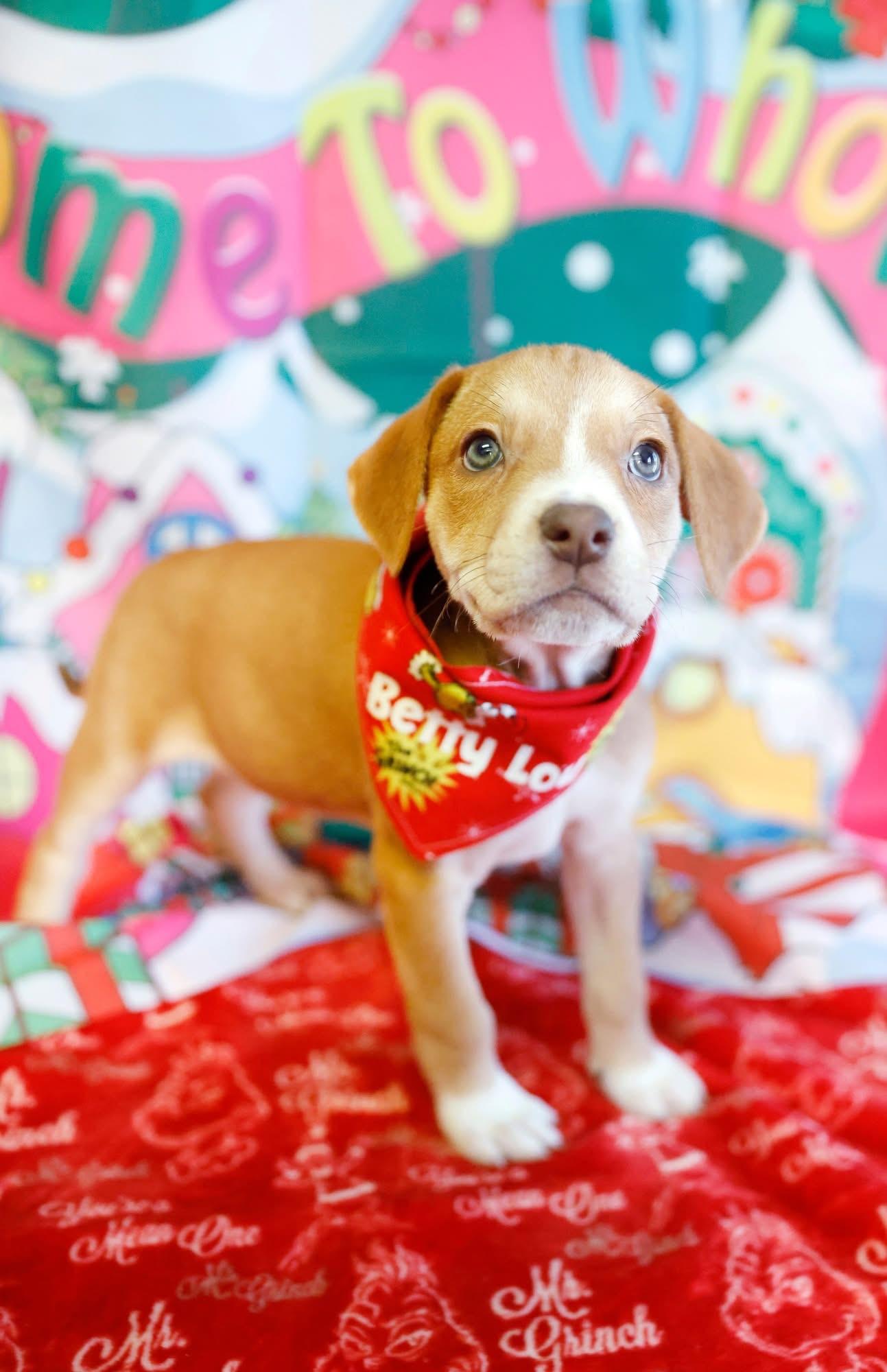 Enlarge The Whoville Litter, a ADOPTABLE mixed breed in Columbia, MO image 2/6
