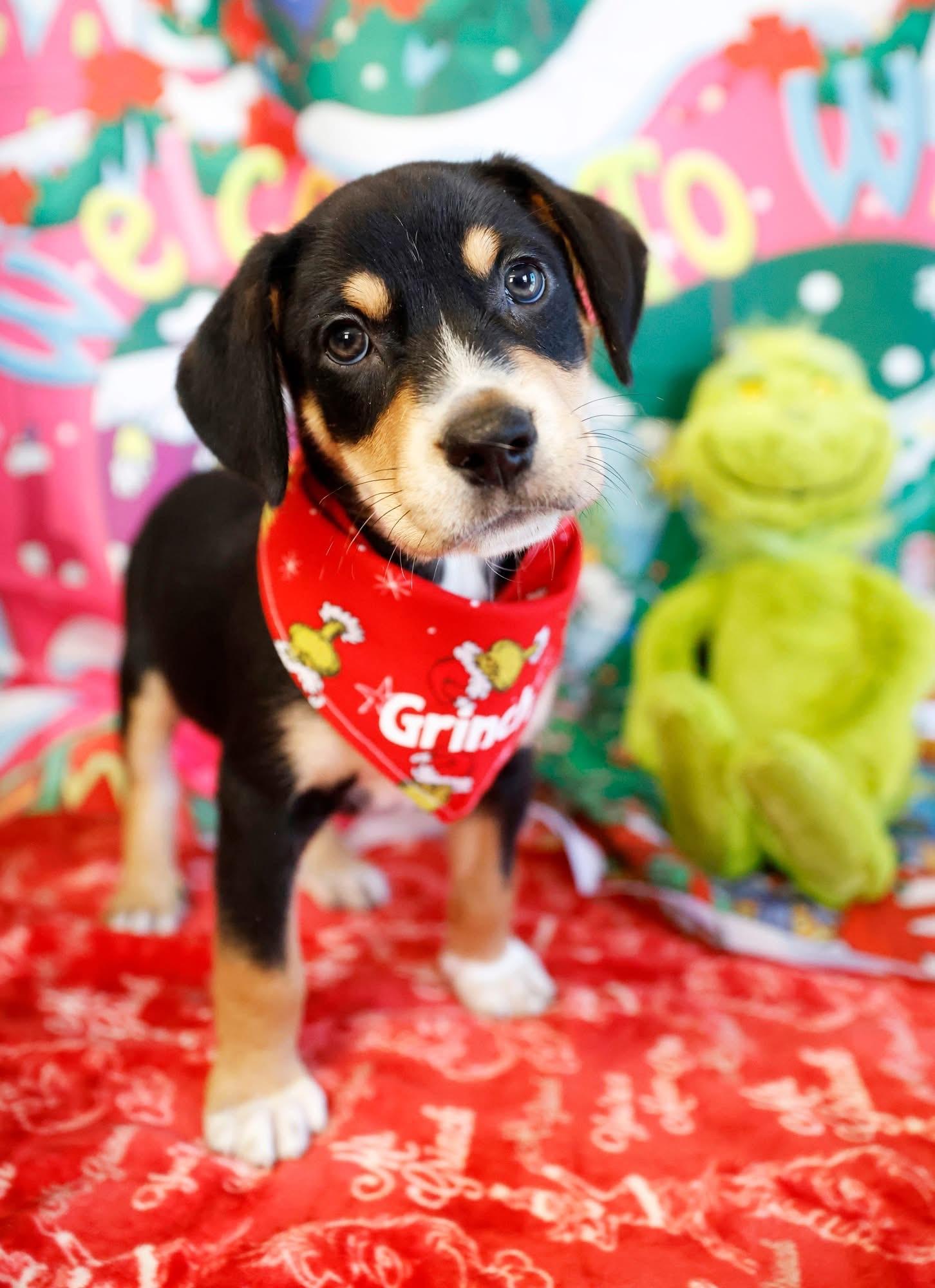 Enlarge The Whoville Litter, a ADOPTABLE mixed breed in Columbia, MO image 3/6