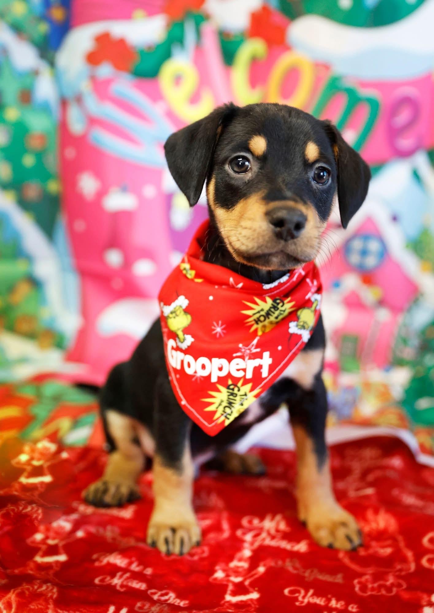Enlarge The Whoville Litter, a ADOPTABLE mixed breed in Columbia, MO image 1/6