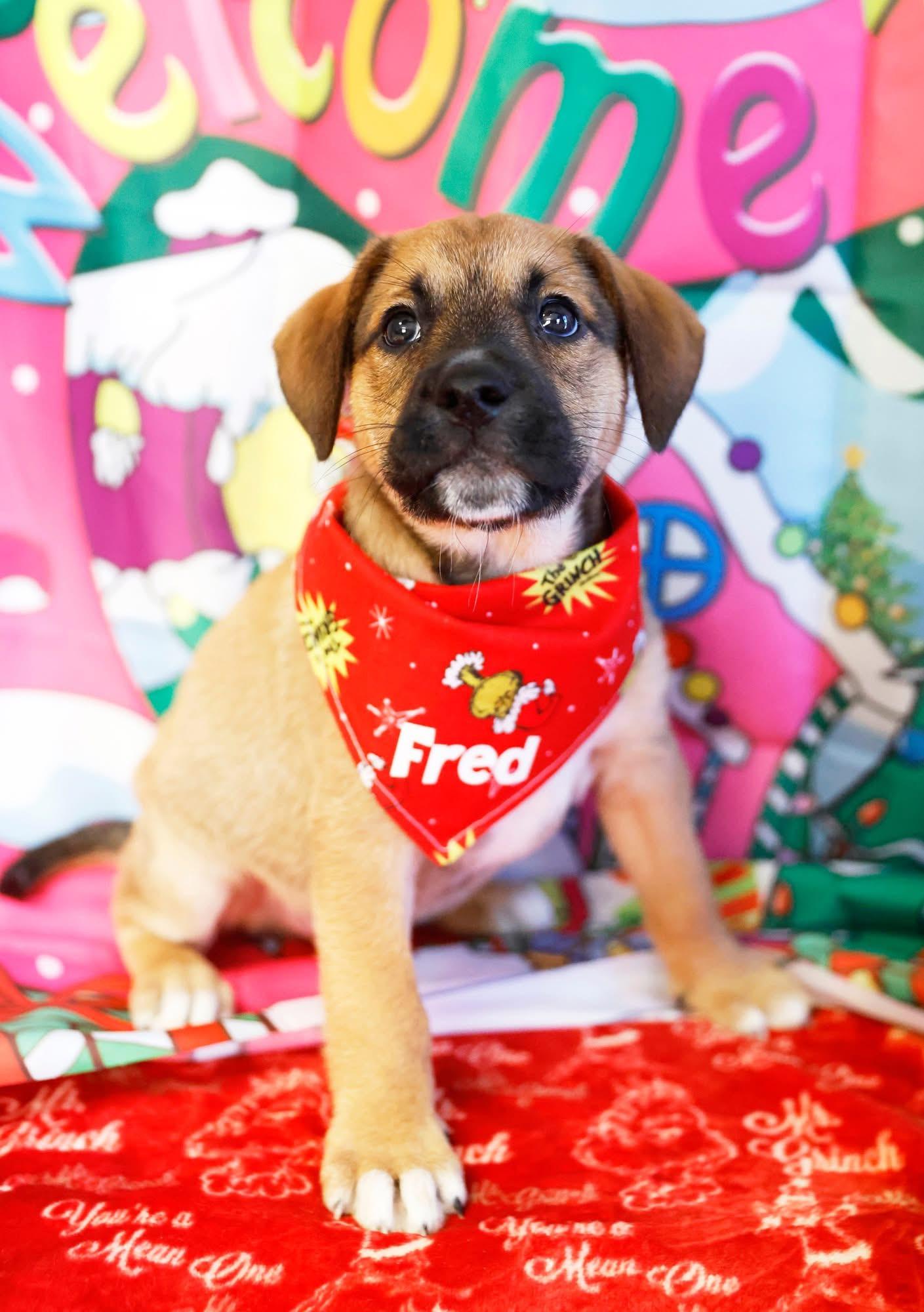 Enlarge The Whoville Litter, a ADOPTABLE mixed breed in Columbia, MO image 6/6