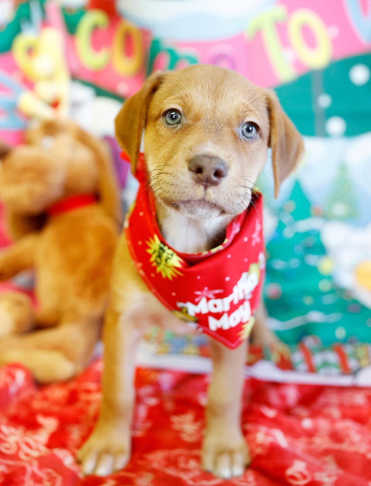 Enlarge The Whoville Litter, a ADOPTABLE mixed breed in Columbia, MO image 4/6