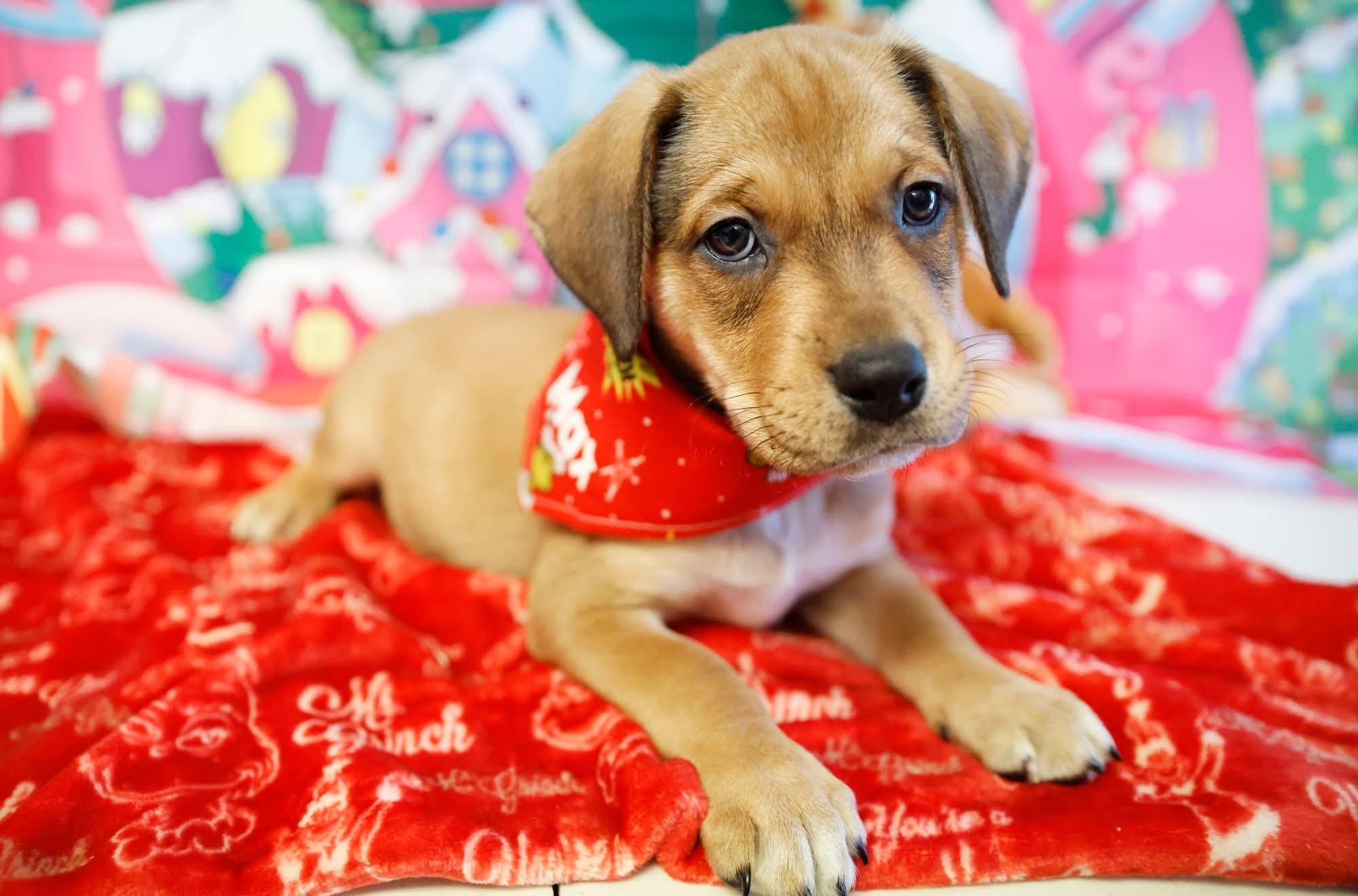 Enlarge The Whoville Litter, a ADOPTABLE mixed breed in Columbia, MO image 5/6