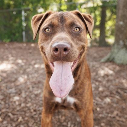 Gerald, Adoptable, Adult Male Labrador Retriever & Mixed Breed.