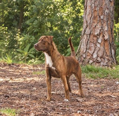 Enlarge Gerald, a Adoptable mixed breed in Largo, FL image 2/3