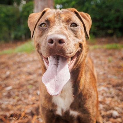 Enlarge Gerald, a Adoptable mixed breed in Largo, FL image 3/3