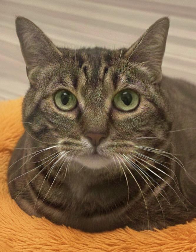 Katie, Adoptable, Senior Female Domestic Short Hair.
