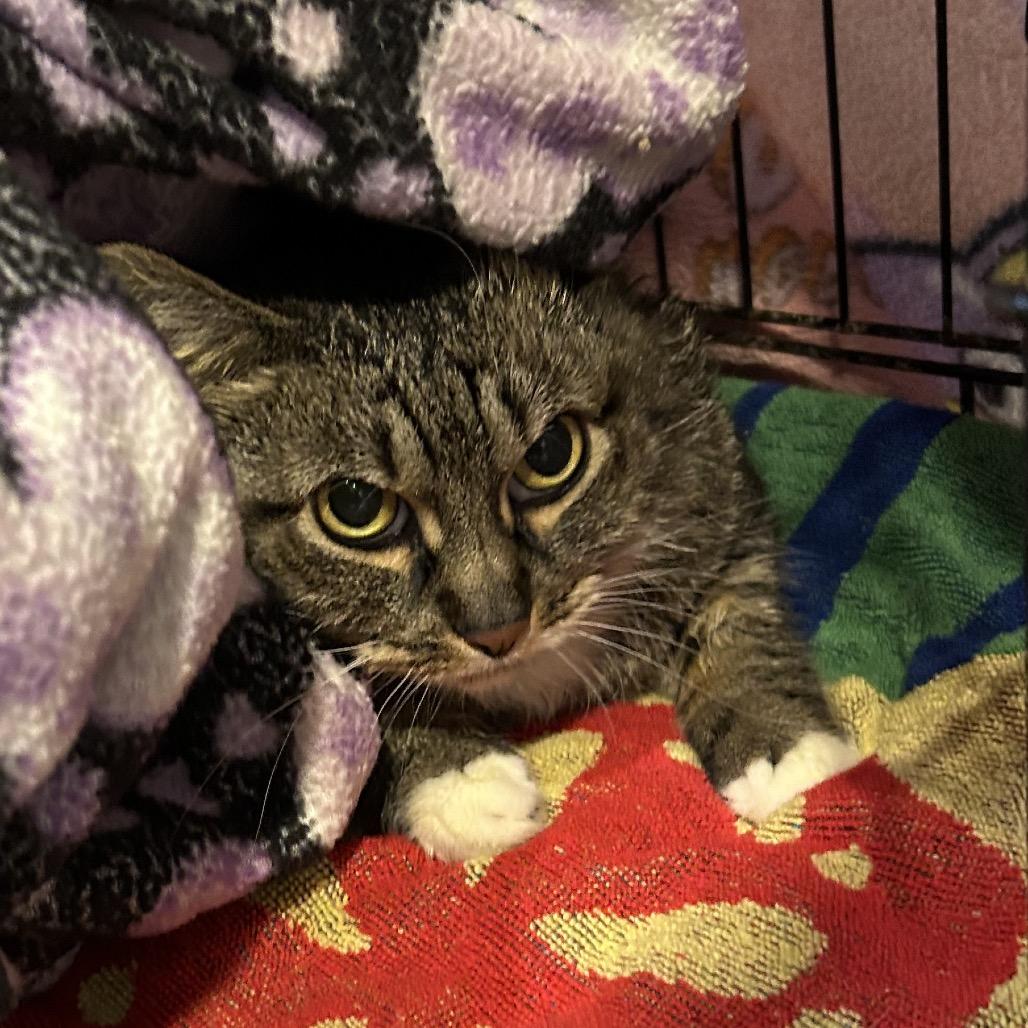 Enlarge Matty, a Adoptable Domestic Short Hair in Oyster Bay, NY image 1/1