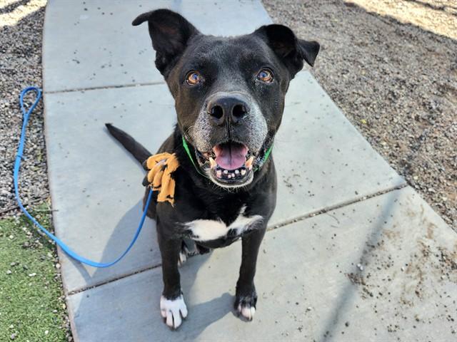 MUSTANG, Adoptable, Senior Male Labrador Retriever & Mixed Breed.