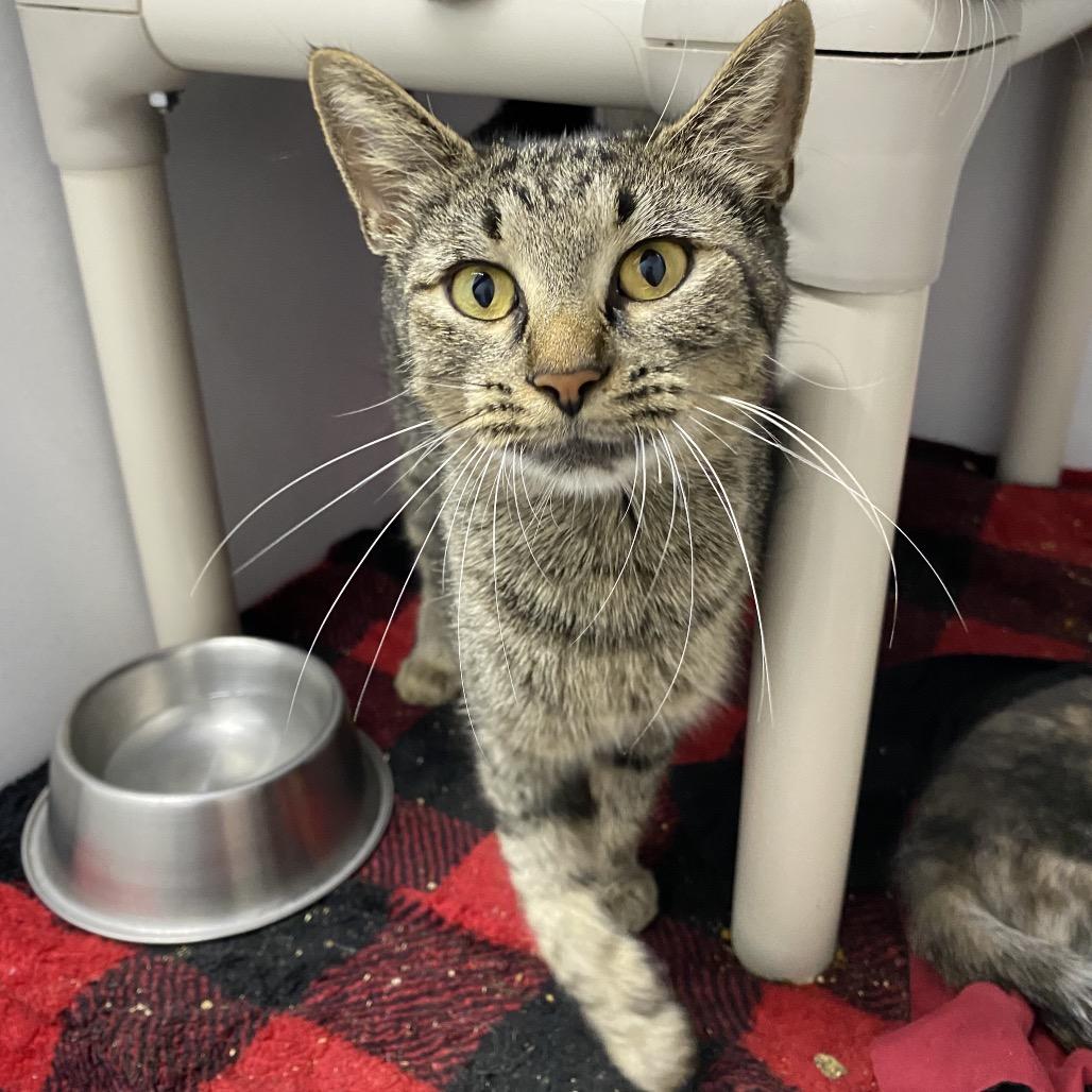 Enlarge Momma Mia, a Adoptable Domestic Short Hair in Franklin, NC image 1/1