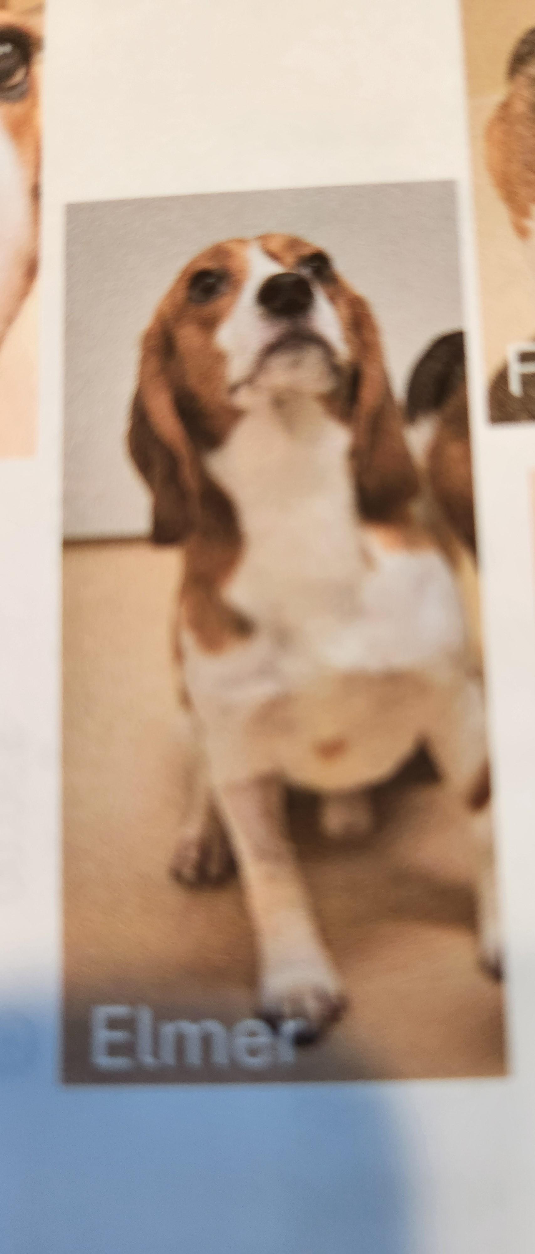 Elmer, Adoptable, Young Male Beagle.