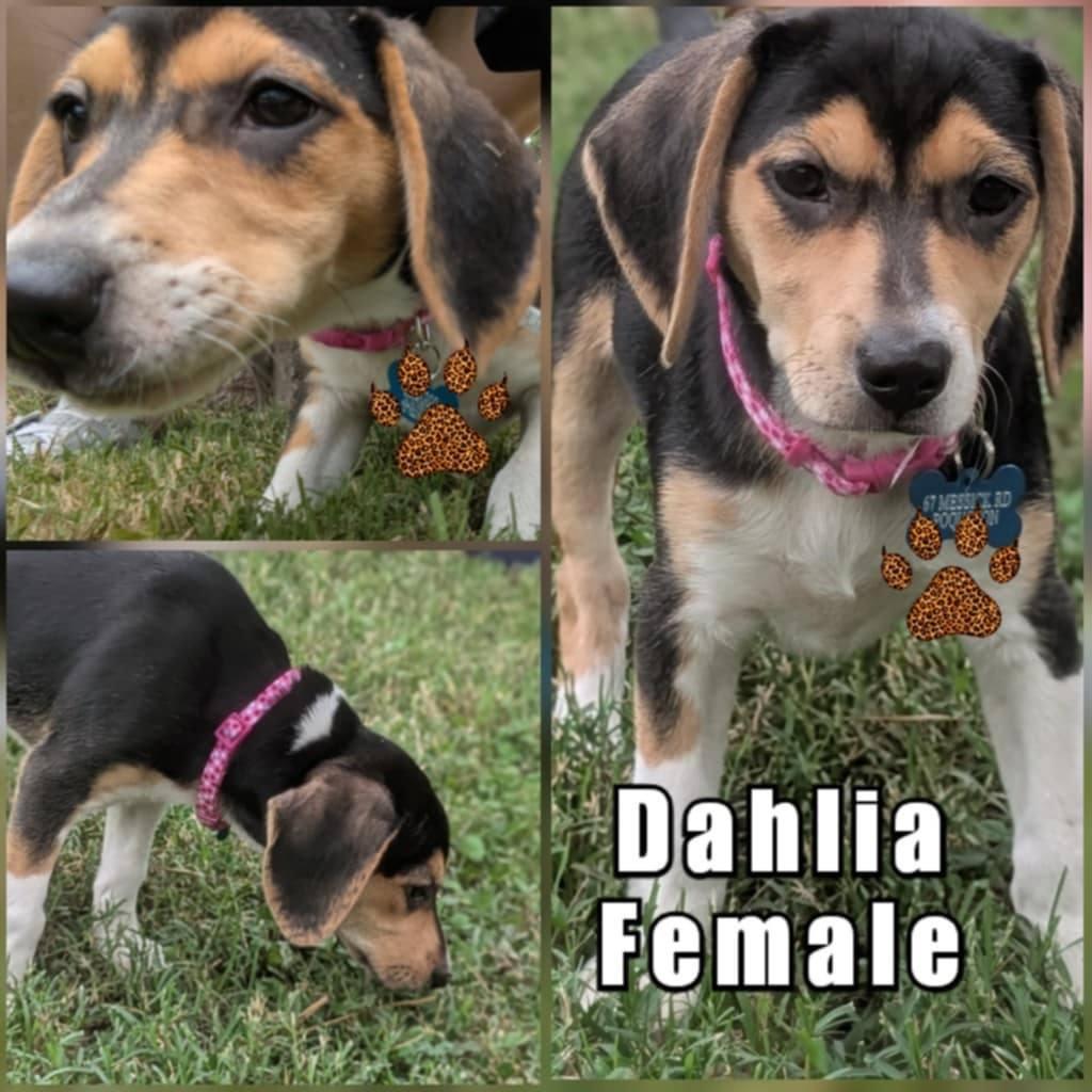 Enlarge Dahlia, a Adopted mixed breed in Virginia Beach, VA image 1/1