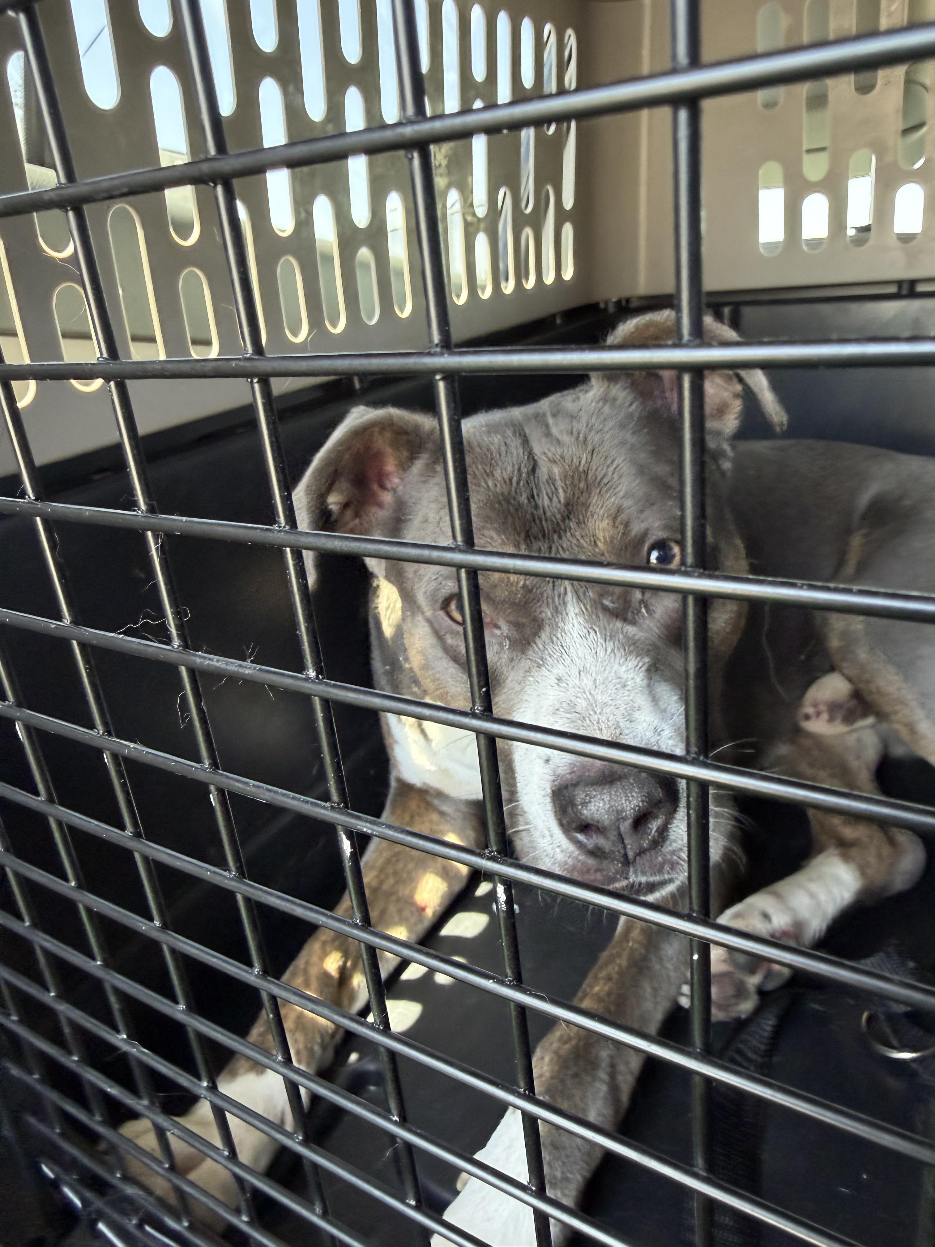 Blue, adopted, Young Male American Bully.
